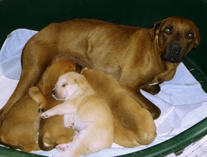 AmiinaAndPups AmiinaAndPups