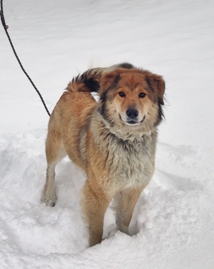 GlimaCollieHuskyMixF GlimaCollieHuskyMixF