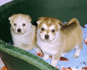 GlimaPups2 GlimaPups2