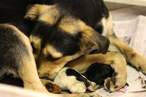 JovieAndPups JovieAndPups