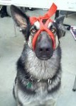 Aztec_PetFirstAid 2 Aztec_PetFirstAid 2